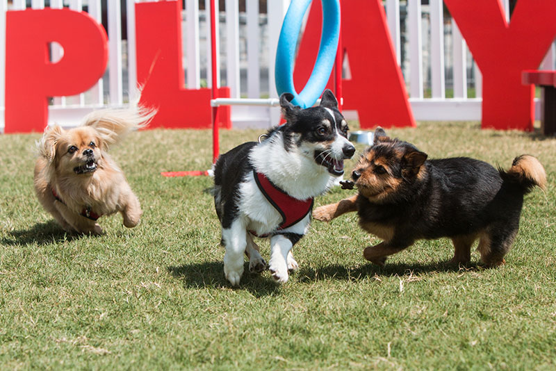 Dogs Joyfully