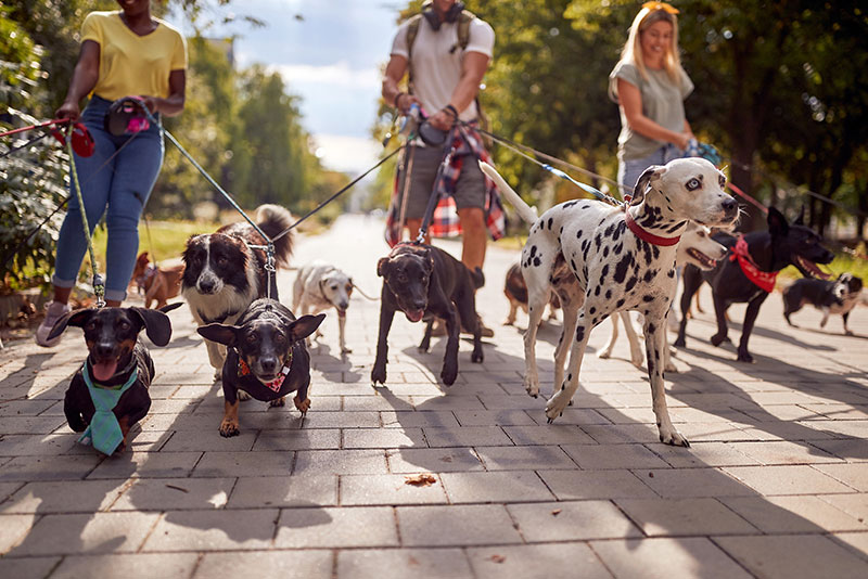 Group of dog walkers