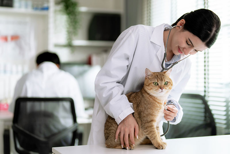 Vet examined